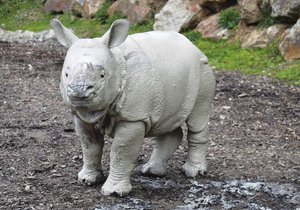 Nosorožčí holčička Růženka z plzeňské zoo je pěkný čertík, má se čile k světu a miluje dovádění v bahně.