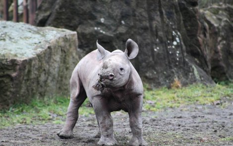 Tenhle kluk se v královédvorské zoo narodil jako 49. mládě nosorožců.