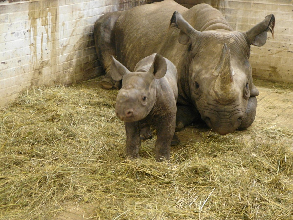 Tenhle kluk se v královédvorské zoo narodil jako 49. mládě nosorožců.