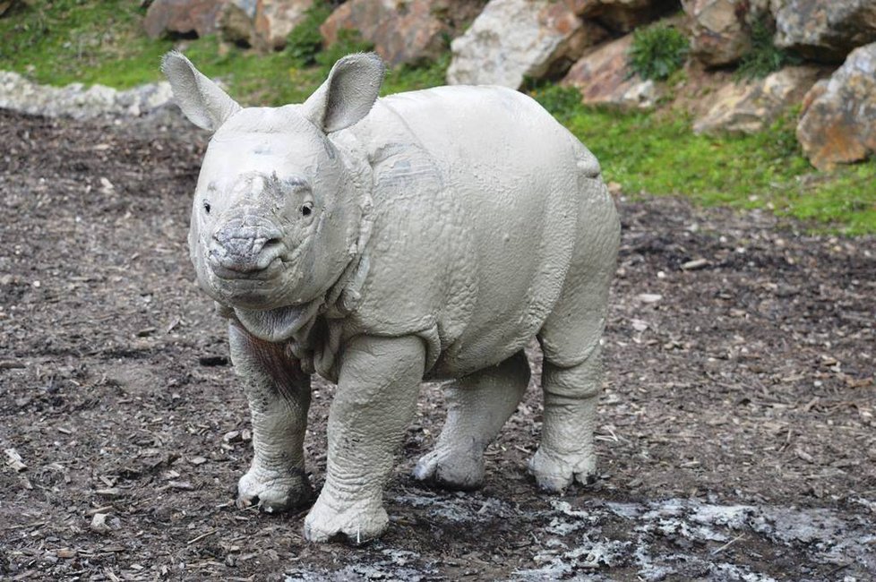 Nosorožčí holčička Růženka z plzeňské zoo je pěkný čertík, má se čile k světu a miluje dovádění v bahně.