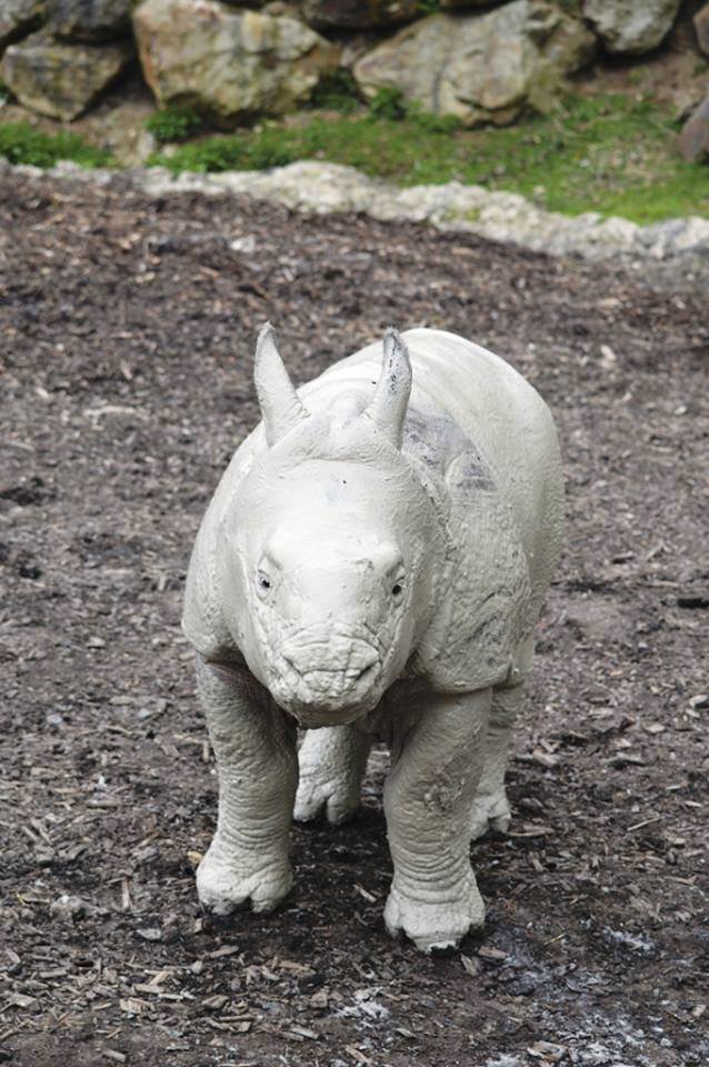 Nosorožčí holčička Růženka z plzeňské zoo je pěkný čertík, má se čile k světu a miluje dovádění v bahně.