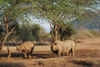 Dvorští nosorožci zachraňují Afriku