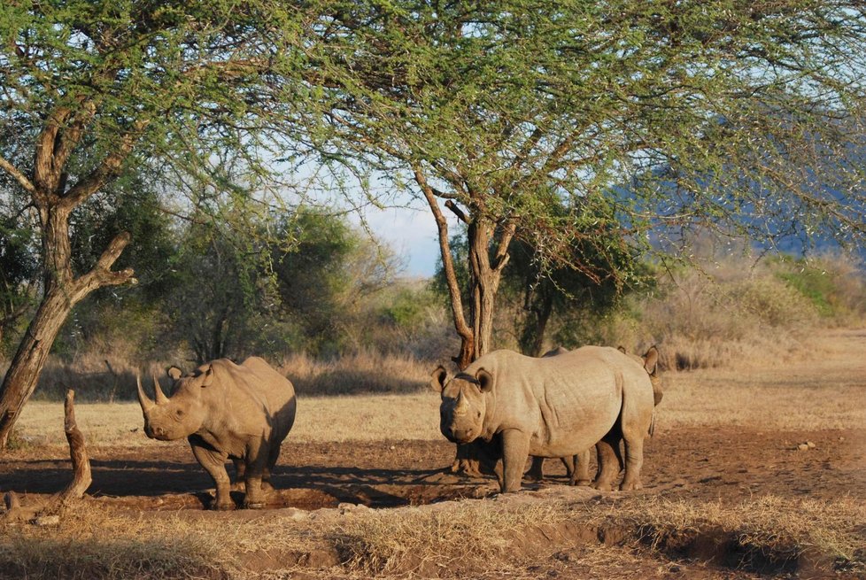 Takto žijí poslední zachránění jedinci nosorožce dvourohého na rozsáhlém území přísně chráněné rezervace Mkomazi. Brzy by se k nim měli připojit i dvorští jedinci, kteří přicestovali do Afriky, aby se s nimi začali pářit a zachránili svůj druh před vyhynutím