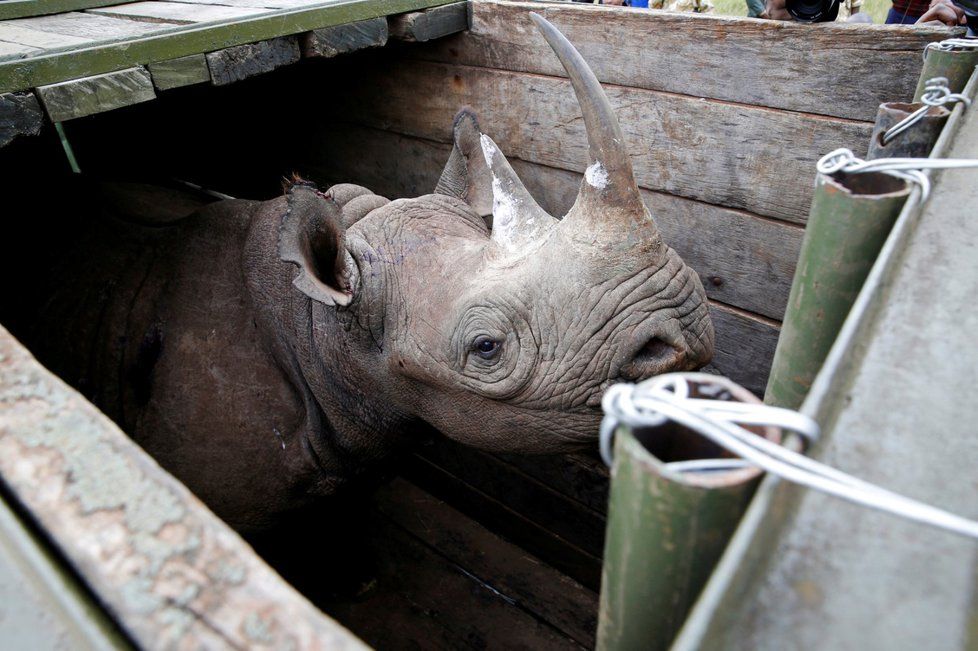 Samice nosorožce stojí v přepravním boxu před transportem do národního parku v Nairobi v Keni.