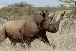 Městský soud v Praze udělil podmínky 15 lidem za nelegální obchod s nosorožci