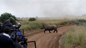 Fotografové a ochránci zvířat sledují samici nosorožce v národním parku v Nairobi v Keni.