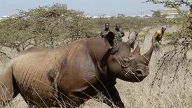 Čtyřletá samice černého nosorožce v národním parku v Nairobi, v Keni.