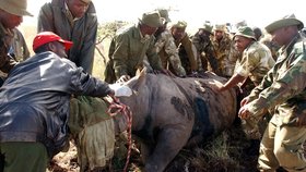 Správci národního parku a ochránci zvířat uspávají 30letou samici nosorožce v národním parku Nairobi v Keni (foto z roku 2005).