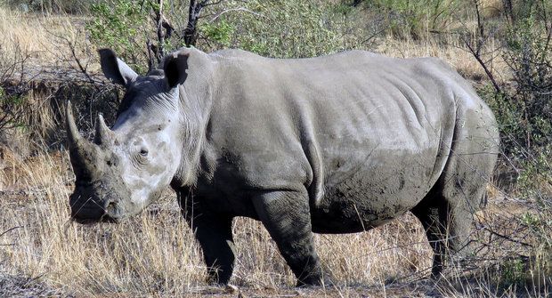 Nosorožec bez nosu: ZOO Dvůr Králové uřízne nosorožcům roh