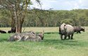 Nosorožec tuponosý patří k nejohroženějším druhům