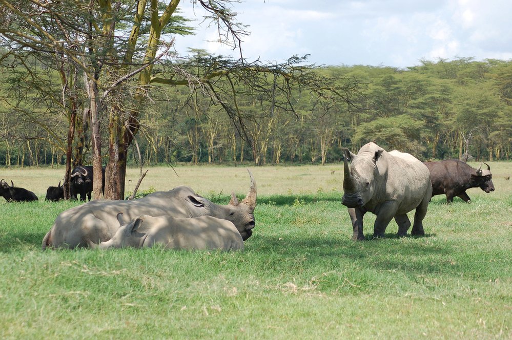 Nosorožec tuponosý patří k nejohroženějším druhům