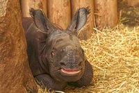 V Zoo Plzeň se narodil nosorožec! V celé republice jsou jen dva
