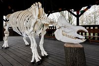 Baabuu se vrátil a hlídá syna: Zoo Plzeň dala před výběh kostru uhynulého nosorožce