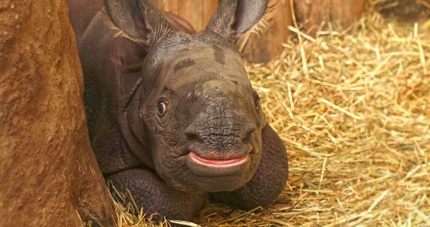 V Zoo Plzeň se narodil nosorožec indický. Společně s mámou Manjulou jsou v současnosti jedinými zástupci svého druhu v zoo v České republice.