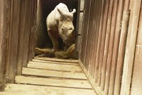 Stěhování nejstaršího nosorožce tuponosého v Česku