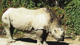 Čtyřicetiletého nosorožce Nathala už lidé v ostravské zoo budou hledat marně