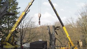 Nosorožce, který byl v bedně, museli z výběhu zvednout pomocí jeřábu