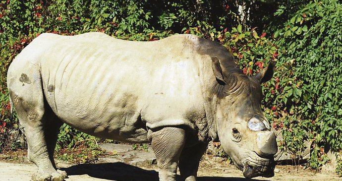 Čtyřicetiletého nosorožce Nathala už lidé v ostravské zoo budou hledat marně