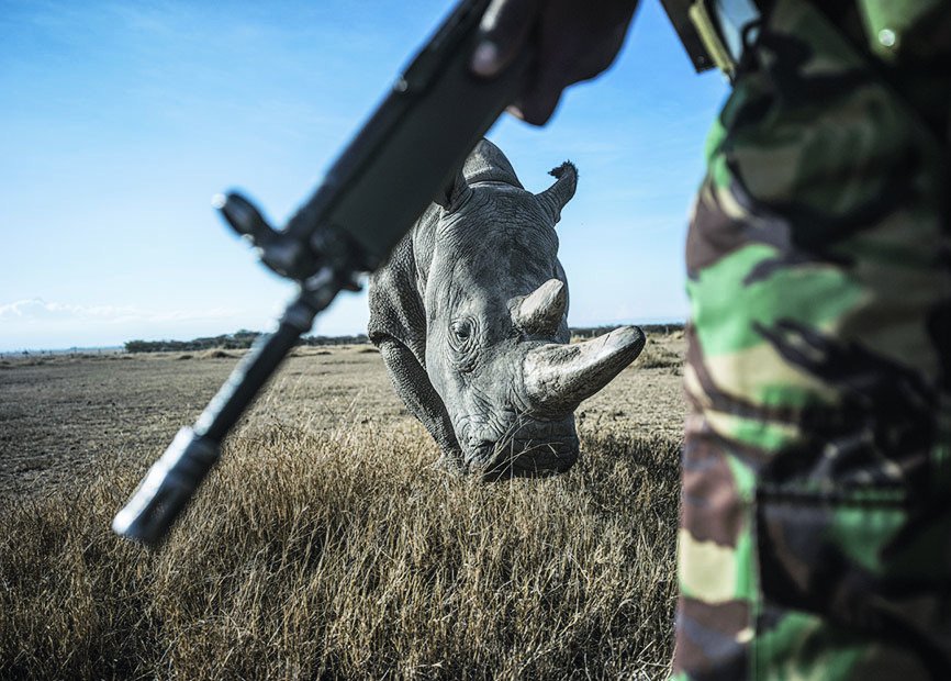 Na mnoha místech Afriky chrání nosorožce před pytláky ozbrojené hlídky