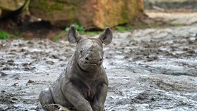 Nosorožec Magashi v Safari parku ve Dvoře Králové si užíval hrátky v bahně.