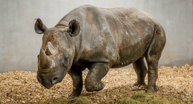 Nové bydlení: Pavilon pro nosorožce patří k nejmodernějším v Evropě, mrkněte!
