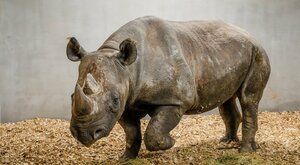  Nové  bydlení: Pavilon pro nosorožce patří k…