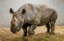 Nosorožec dvourohý v boxu nového pavilonu