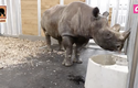 Přesun nosorožců dvourohých ze starého pavilonu do nového