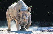 V Africe uhynula nosorožčí samice Eliška!