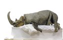 Ledová mumie dospělého nosorožce od řeky Kolymy