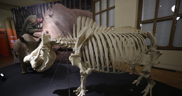 V Národním muzeu vystavují legendárního nosorožce severního bílého Sudána, uhynul v roce 2018.