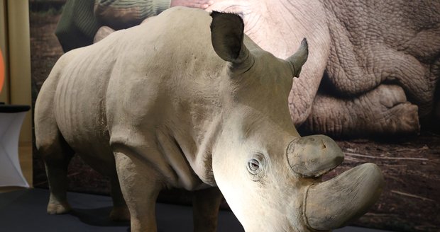 Poslední samec je znovu k vidění: Legendárního nosorožce Súdána vystavují v Národním muzeu