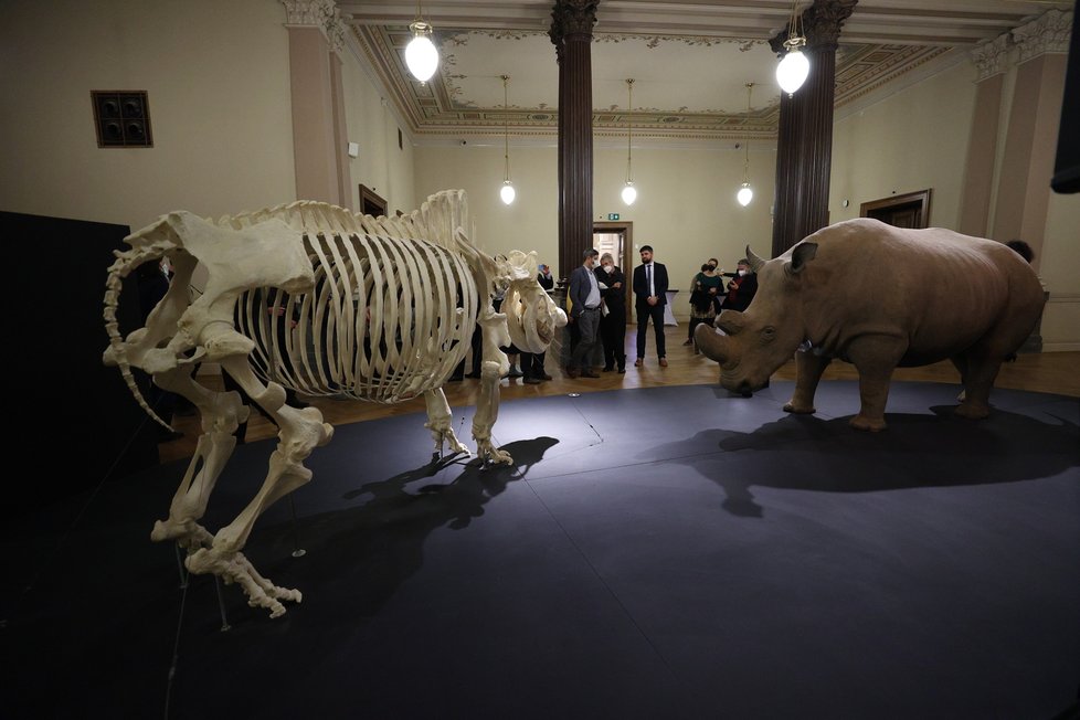 V Národní muzeum vystavují legendárního nosorožce severního bílého Sudána, uhynul v roce 2019.