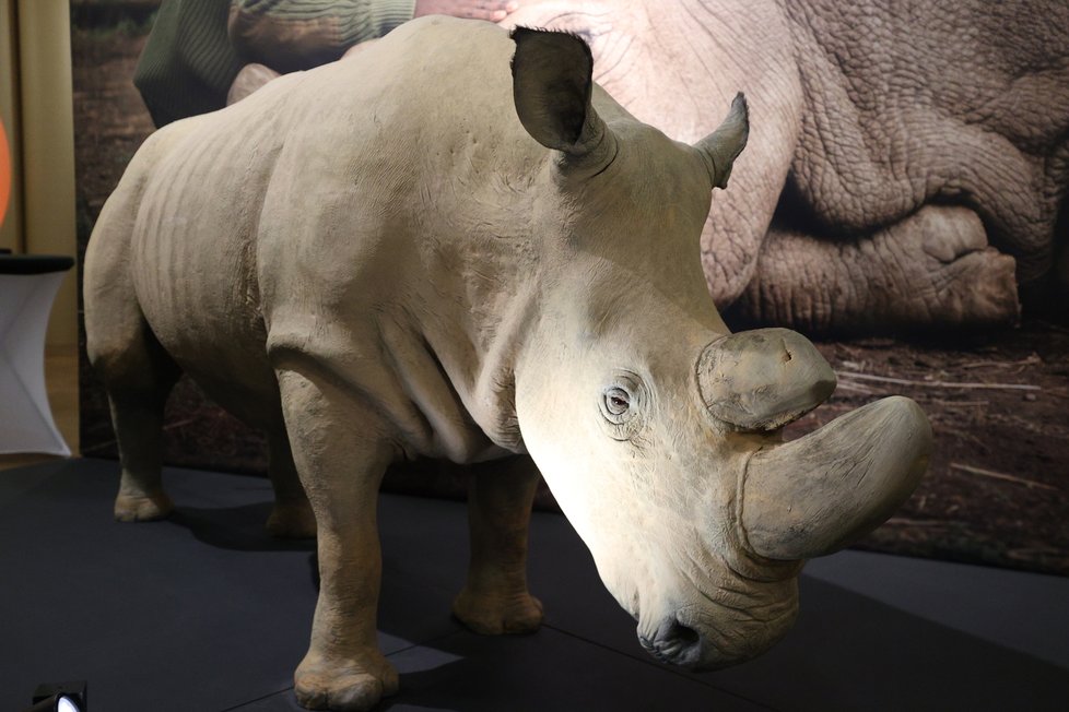 V Národní muzeum vystavují legendárního nosorožce severního bílého Sudána, uhynul v roce 2019.