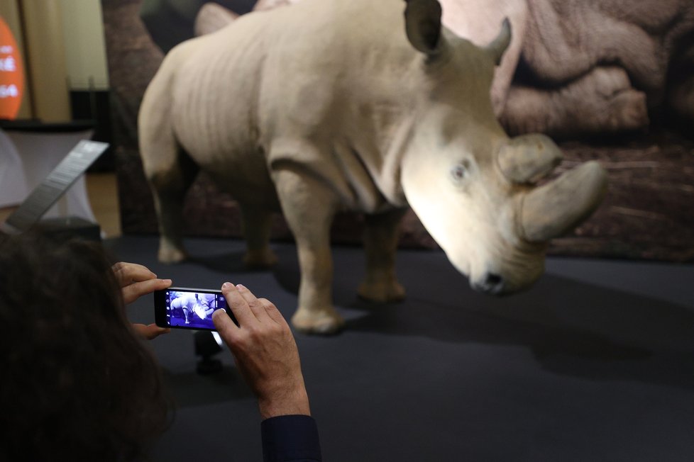 V Národní muzeum vystavují legendárního nosorožce severního bílého Sudána, uhynul v roce 2019.