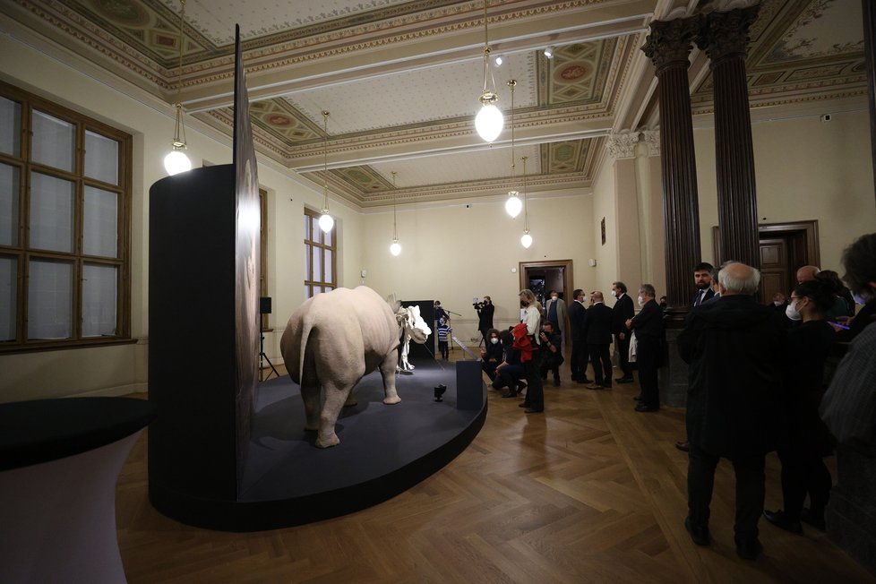 V Národním muzeu vystavují legendárního nosorožce severního bílého Sudána, uhynul v roce 2018.