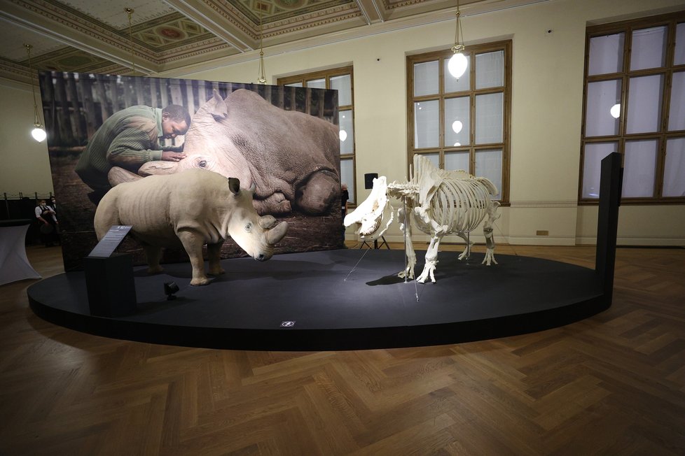 V Národní muzeum vystavovali legendárního nosorožce severního bílého Sudána, uhynul v roce 2019.