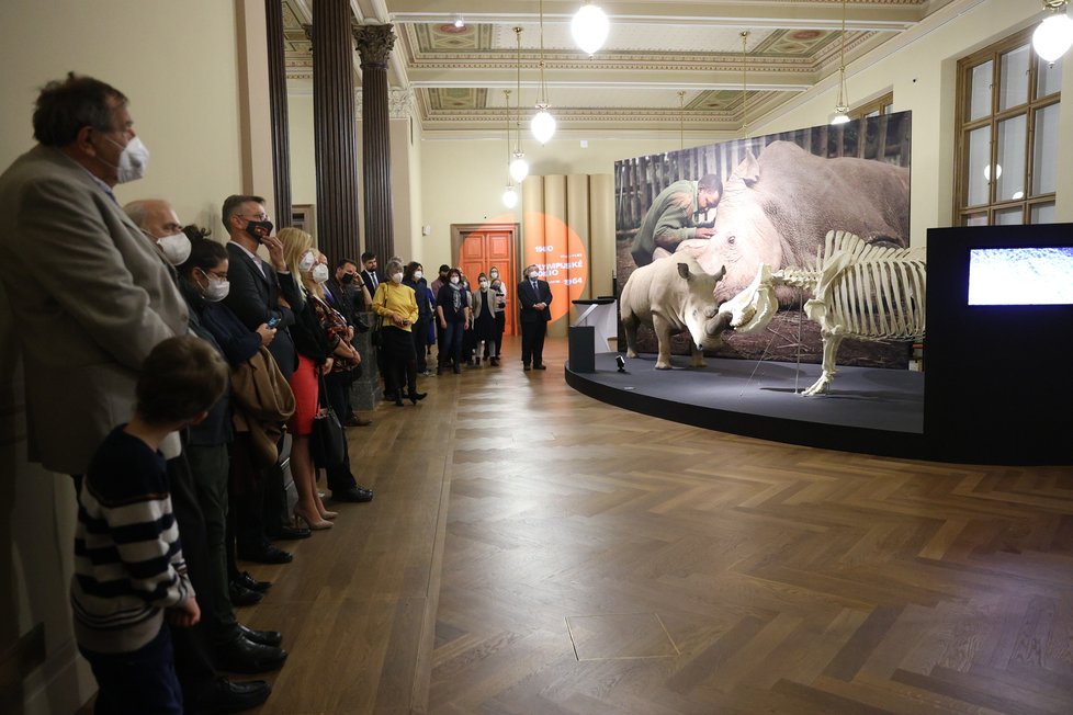 V Národní muzeum vystavují legendárního nosorožce severního bílého Sudána, uhynul v roce 2019.