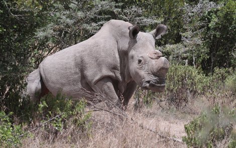 Šestnáctičlenný gang pašeráků nosorožčích rohů nyní čeká na rozsudek.