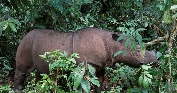 Smutná zpráva: Zemřel poslední nosorožec sumaterský, druh tím vyhynul