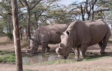 Tohle jsou »čeští« nosorožci! Záchrana afrických obrů přišla ze Dvora Králové!