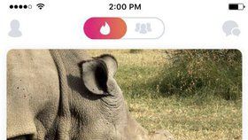 Poslední nosorožec tuponosý má profil na Tinderu.