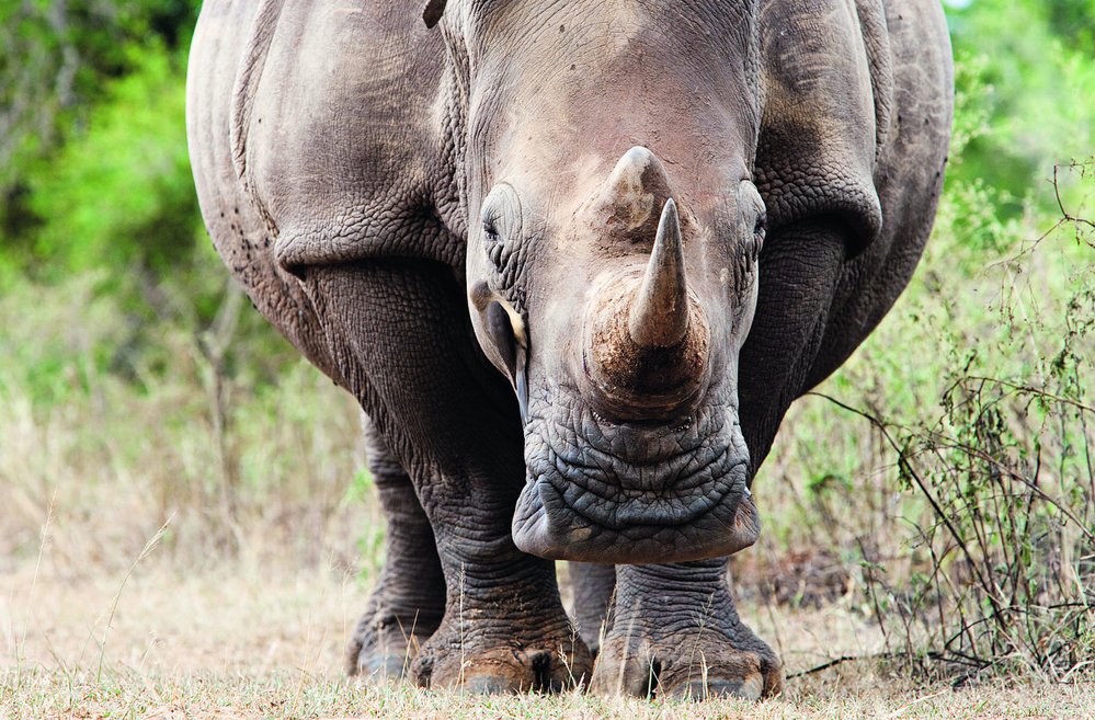 Nosorožec tuponosý. Jeho severní poddruh zřejmě brzy vyhyne