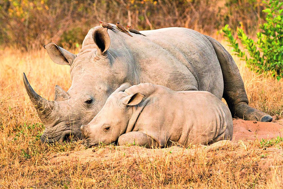 Roh nosorožce tuponosého je až 1 m dlouhý