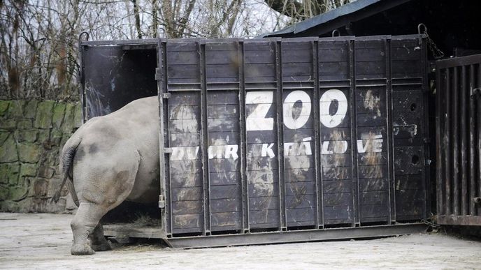 Nosorožec z královédvorské zoo, ilustrační foto