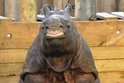 Apu je lotr! Malý nosorožec v Zoo Plzeň rád sedává jako pejsek