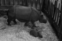 Zoo slaví: V Plzni se narodilo mládě vzácného nosorožce