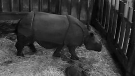 V Plzeňské zoo se narodil vzácný nosorožec indický.