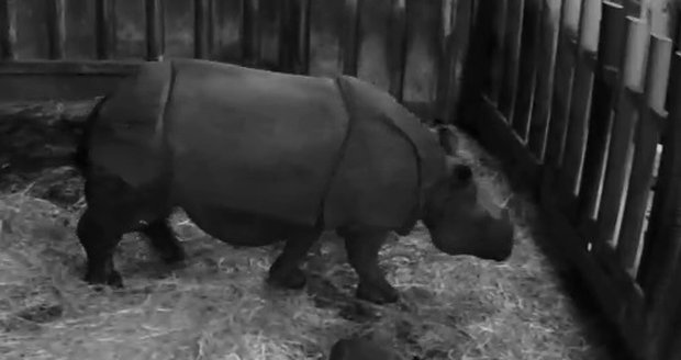Zoo slaví: V Plzni se narodilo mládě vzácného nosorožce