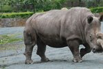 Italové omylem posunuli nosorožce místo k záchraně směrem k vyhynutí.